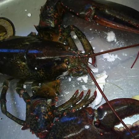 Weisses Roess'l Adorf